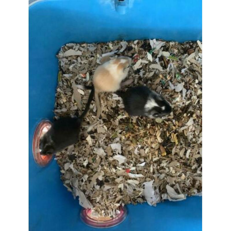 Gerbil, gerbils, gerbil pups