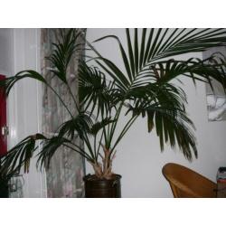 Grote kentia palm