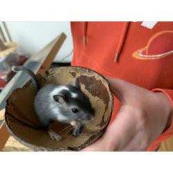 Gerbil, gerbils, gerbil pups