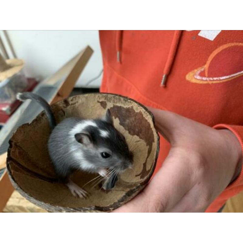 Gerbil, gerbils, gerbil pups