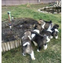Akita inu pups ruime keuze alle kleuren