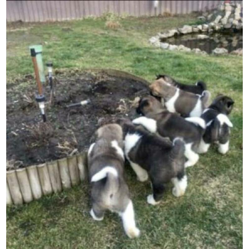 Akita inu pups ruime keuze alle kleuren