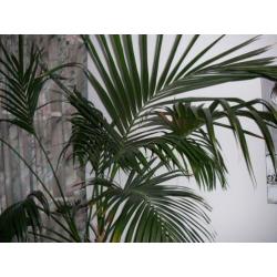 Grote kentia palm