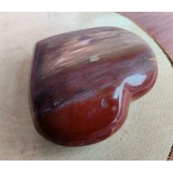 Hart Versteend Hout