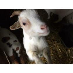 Twee geitjes