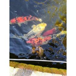 5 koi's en 1 steur