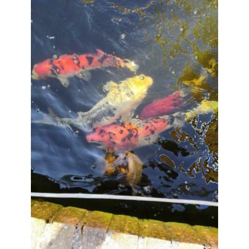 5 koi's en 1 steur