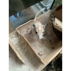 Gerbil, gerbils, gerbil pups
