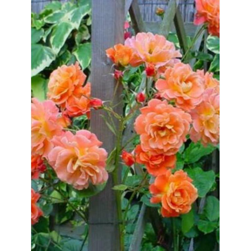 2 Prachtige oranje klimrozen "Westerland"