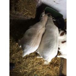 Twee geitjes