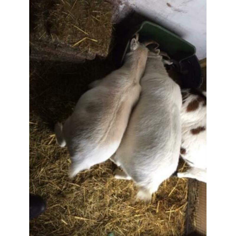 Twee geitjes