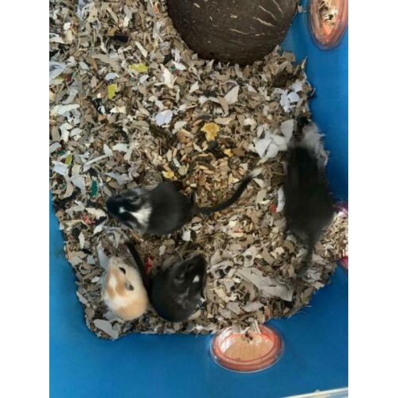 Gerbil, gerbils, gerbil pups