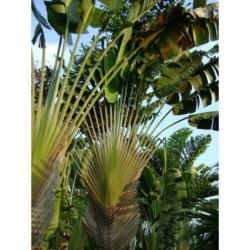 Ravenala Madagascariensis - Reizigersboom art40685