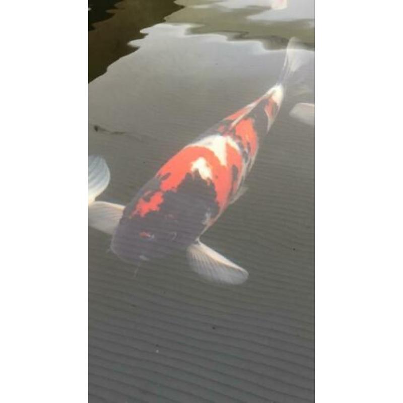 Showa koi