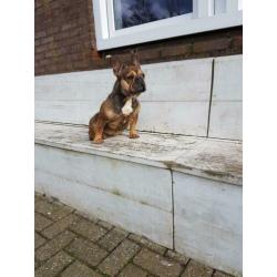 Sabel tan Franse bulldog teefje