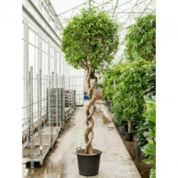Ficus Benjamina 'columnar' - Treurvijg - Waringin 280-290cm