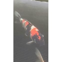 Showa koi