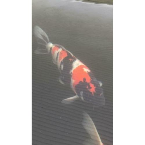 Showa koi