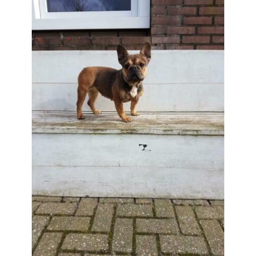 Sabel tan Franse bulldog teefje