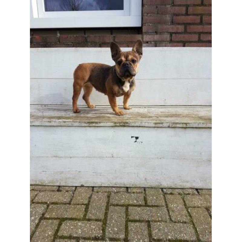Sabel tan Franse bulldog teefje