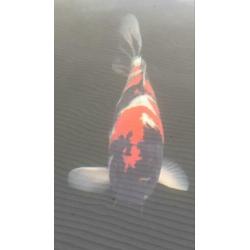 Showa koi
