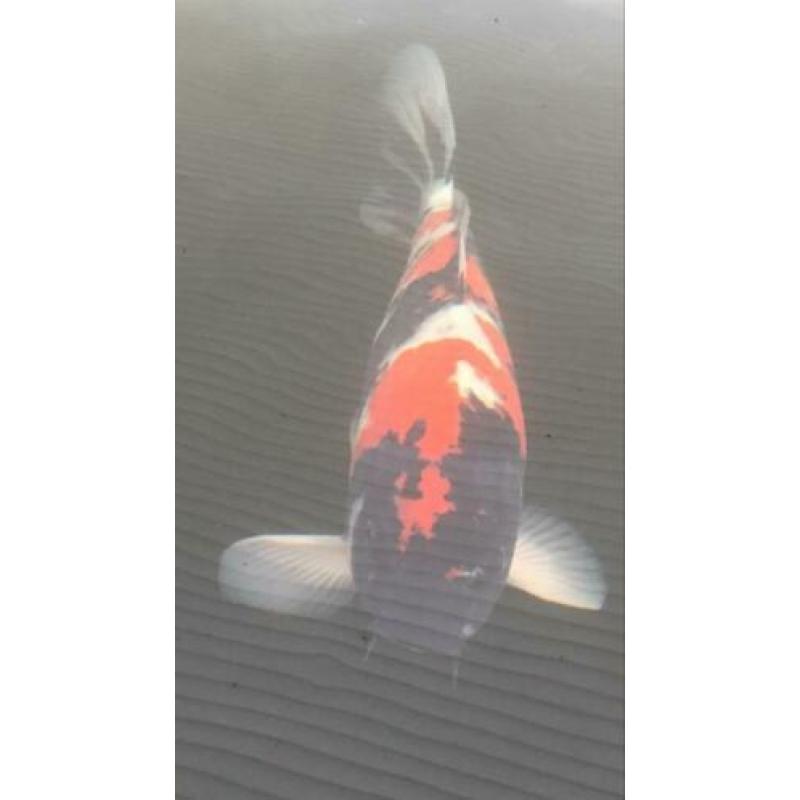 Showa koi