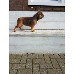 Sabel tan Franse bulldog teefje