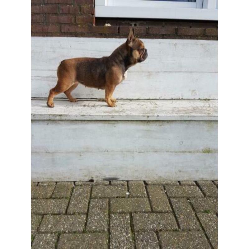 Sabel tan Franse bulldog teefje