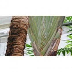 Ravenala Madagascariensis - Reizigersboom art40685