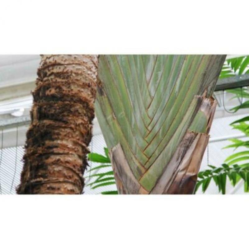 Ravenala Madagascariensis - Reizigersboom art40685