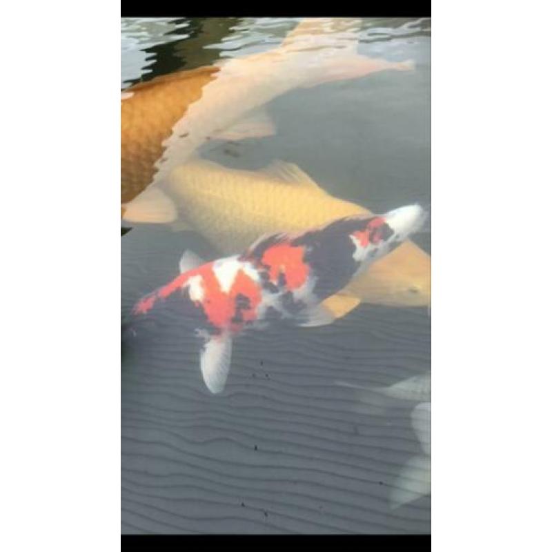 Showa koi