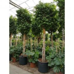 Ficus Benjamina 'columnar' - Treurvijg - Waringin 280-290cm