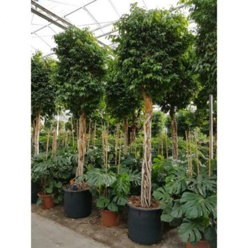 Ficus Benjamina 'columnar' - Treurvijg - Waringin 280-290cm