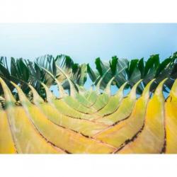 Ravenala Madagascariensis - Reizigersboom art40685