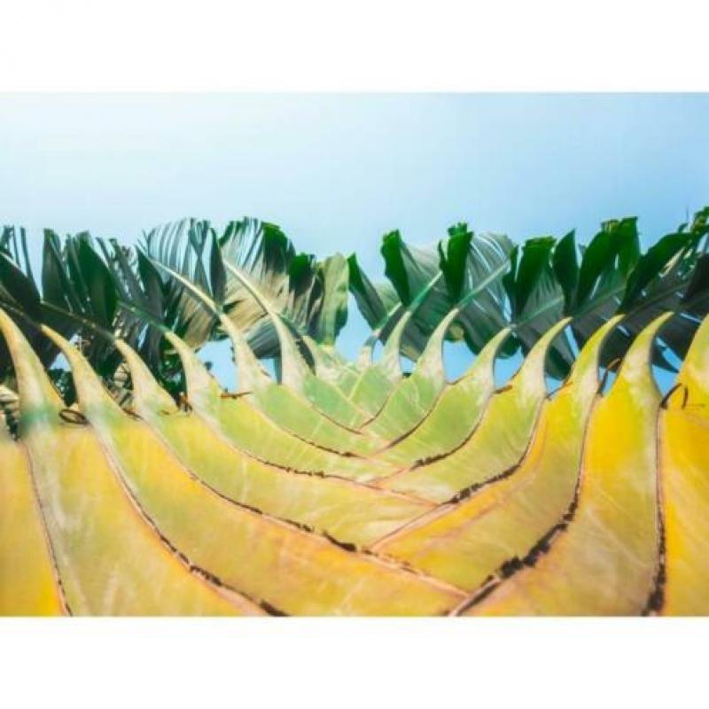 Ravenala Madagascariensis - Reizigersboom art40685