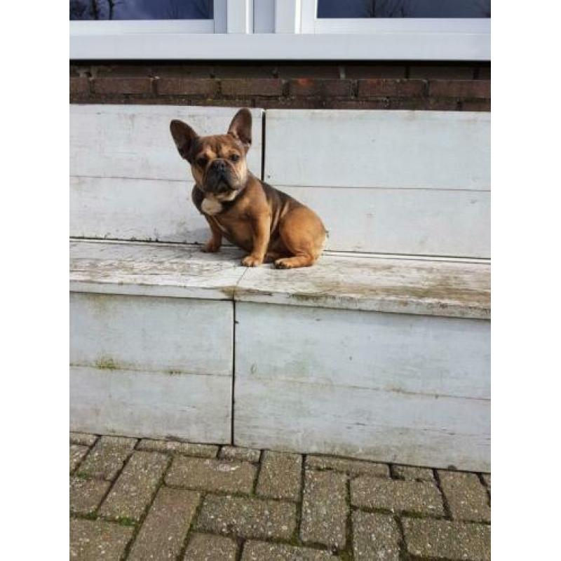 Sabel tan Franse bulldog teefje