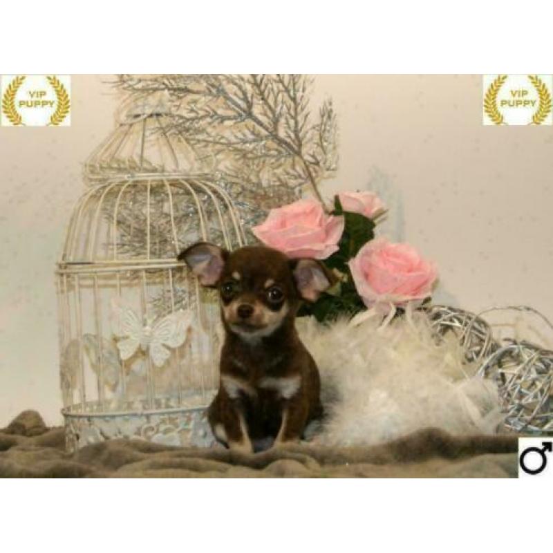 Mini Chihuahua pups