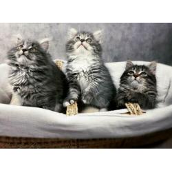 Siberische kittens met stamboom verwacht
