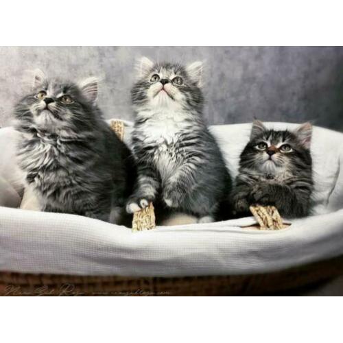 Siberische kittens met stamboom verwacht