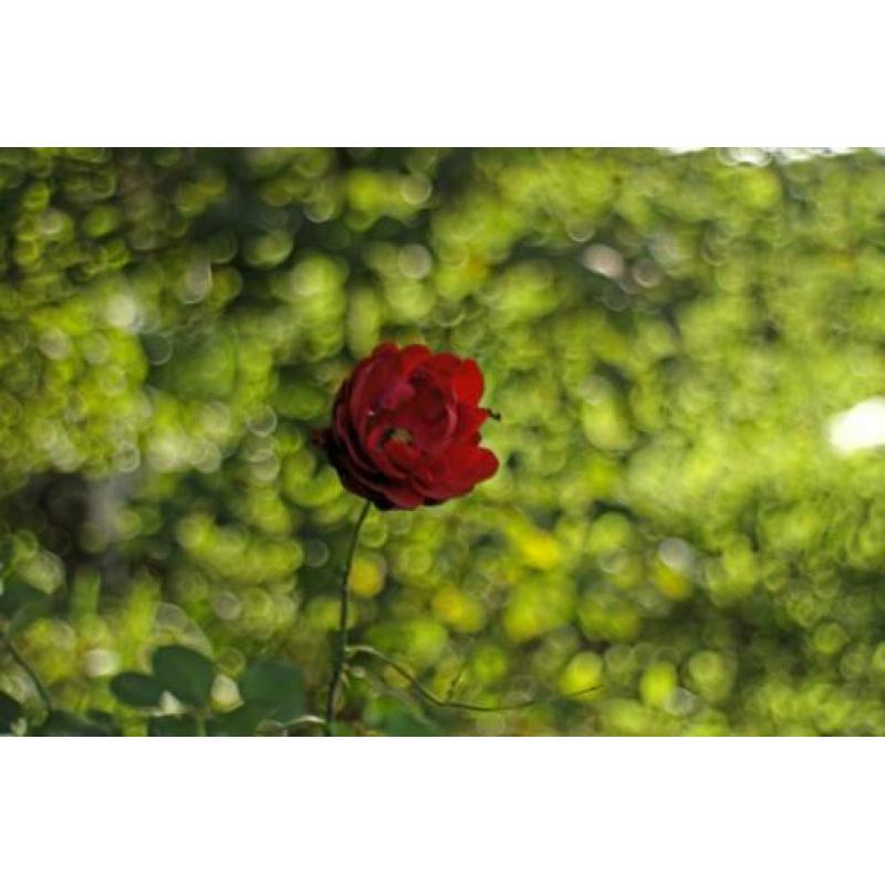 ?? Revuenon (Mamiya Sekor) 35mm 2.8 , M42 , BOKEH