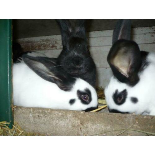 Te koop: 2 nestjes jonge groot lotharingers