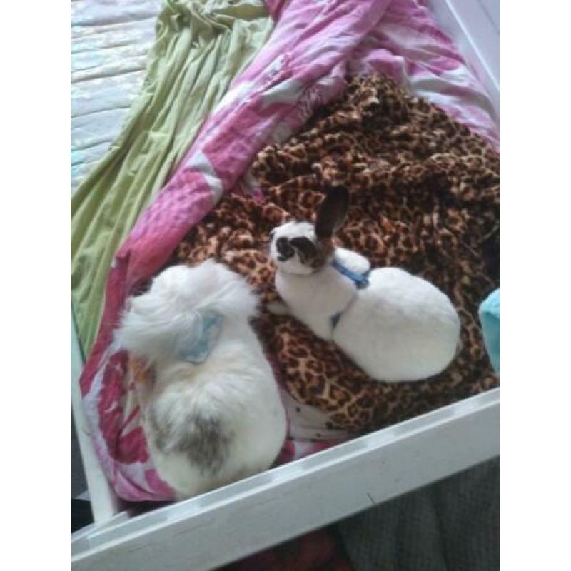 Trio zoekt een nieuw huisje