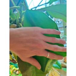 Nepenthes Truncata x Khasiana