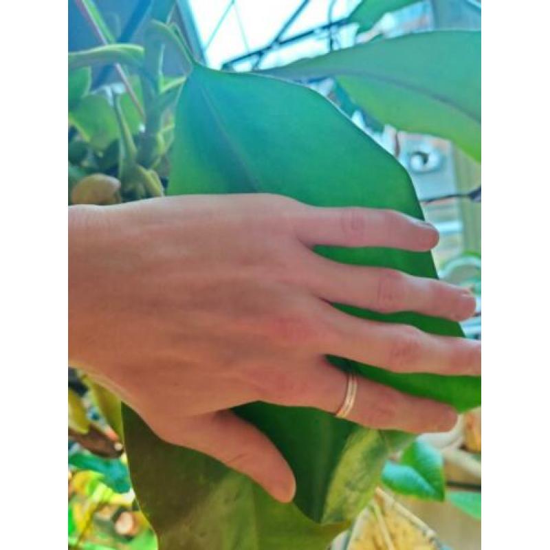 Nepenthes Truncata x Khasiana