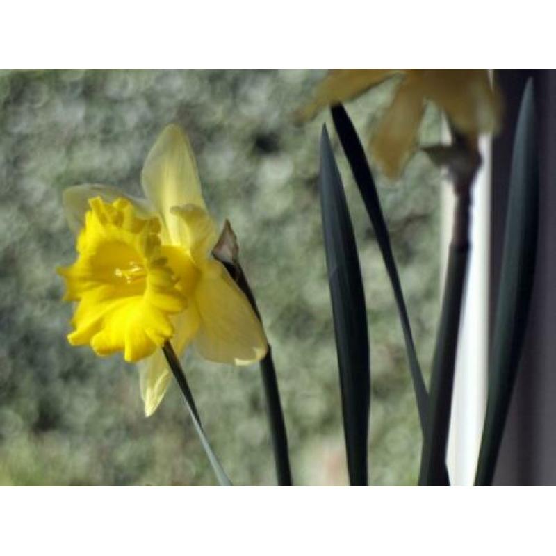 ?? Revuenon (Mamiya Sekor) 35mm 2.8 , M42 , BOKEH