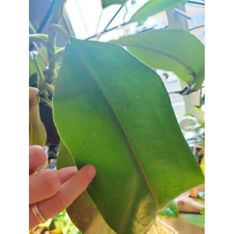 Nepenthes Truncata x Khasiana