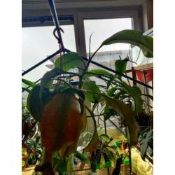 Nepenthes Truncata x Khasiana
