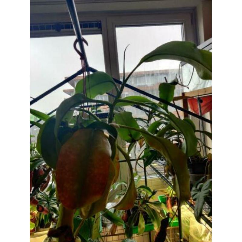 Nepenthes Truncata x Khasiana