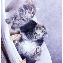 Siberische kittens met stamboom verwacht