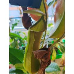 Nepenthes Truncata x Khasiana